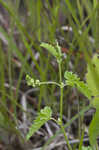 Nettleleaf noseburn